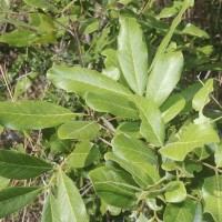 Sapindus trifoliatus L.